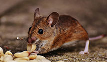 24 Hour & Emergency Exterminators in Incline Village, NV